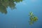 Trees at Shimajiri Mangrove forest or park at high tide in Miyako island