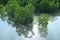 Trees at Shimajiri Mangrove forest or park at high tide in Miyako island