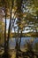 Trees on shore of Russell Pond near Lincoln, New Hampshire.