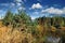 Trees on the shore of a warm lake. Coniferous pine forest near taiga pond.