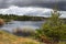 Trees on the shore of a warm lake. Coniferous pine forest near taiga pond.