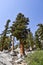 Trees on the shoreline of Lone Pine Lake, Eastern Sierras, California