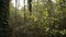 Trees and shrubs in a forest in the Ticino river natural park in winter