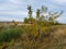 Trees and shrubs next to a creek