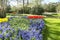 Between the trees and shrubs are several flower beds with yellow and Red tulips, purple Hyacinths and white daffodils