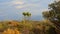 Trees and shrubs in Sierra Nevada mountains in evening light, Andalusia, Spain