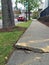 Trees and Sidewalk Conflict