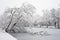 trees silhouettes in border frozen river during a snowy day