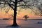 Trees silhouettes .Winter sunset .