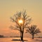 Trees silhouettes .Winter sunset .