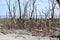 Trees skeleton. Dry trees in the mangrove. Dead vegetation.