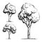 Trees sketch vector