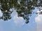 Trees and skies from a low perspective