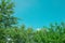 Trees and sky background. Tops of green apply tree in garden and clear blue sky above