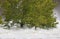 Trees slowly being uprooted during a flood