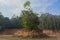 Trees on small hill created by landslide