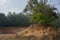 Trees on small hill with small cliff and forest in background