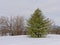 Trees in the snow along Sjam winter trail, Canada, Ottawa