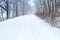 Trees with snow background winter