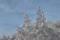 Trees with snow caps. Winter patterns. Frozen air. Blue sky under trees. Branches with snow. hoarfrost on the trees