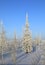 Trees in the snow and frost of a frosty day on the Yamal Peninsula