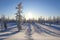 Trees among snow and frost on a frosty Sunny day in Yamal