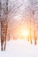 Trees in snow and frost in sunlight. Winter sunset, sunrise landscape