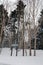 Trees with snow in Hokkaido, Japan