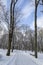 Trees in Snow in a Parc