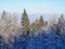 trees with snow in the winter times