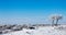 Trees on snowfield