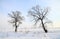 Trees in the snowfield