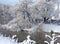 Trees with snowy branches along the banks of an unfrozen river. Russia