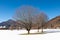 Trees in snowy Ruhpolding