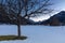 Trees in snowy Ruhpolding after sunset