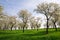 Trees on the Spring Meadow