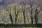 Trees sprouting in the early spring in front of the Appalachian mountains in Harpers Ferry West Virginia