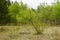 Trees sprouting in spring in a park