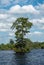 Trees standing alone in the Great Dismal Swamp in Virginia, USA