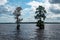 Trees standing alone in the Great Dismal Swamp in Virginia, USA