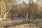 Trees standing around a rainwater retention basin