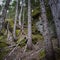 Trees Standing from the Rocks