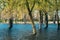 Trees That Standing In Water During Spring Flood Floodwaters. Ripples On Water. Water Deluge During A Spring Flood