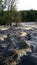 Trees in the stream creek