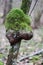 Trees stump with big mossy burl