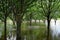 Trees submerged in water from flooded Lachlan River in Cowra, NSW, Australia
