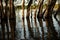 Trees submerged in water. Raised water level in the river.