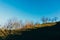 Trees on sunny hillside