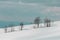 Trees on a sunny winter day on a snowy field. Cold early morning. Winter wonderland landscape with a copy space