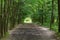 Trees sunshine tunnel road walk in a quiet summer day